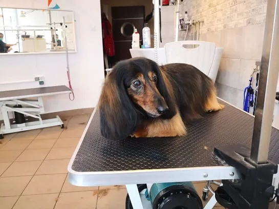 długowłosy pies na stole u groomera podczas strzyżenia