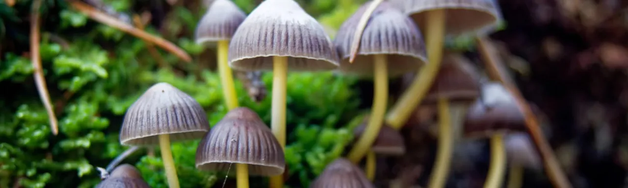 Przykładowe dawki suszonych grzybów psylocybinowych