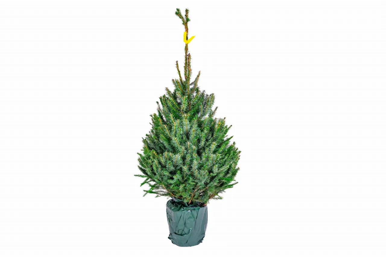 Choinka w doniczce w domu