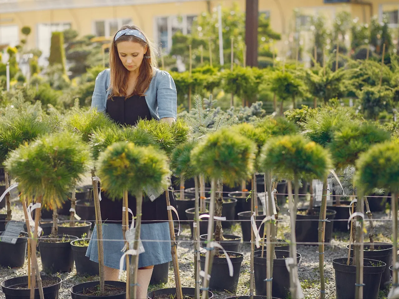 mały ogr&oacute;d drzewa na pniu