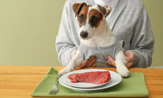 higiena przygotowania surowego mięsa dla psa