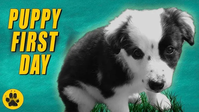 border collie puppy first day home