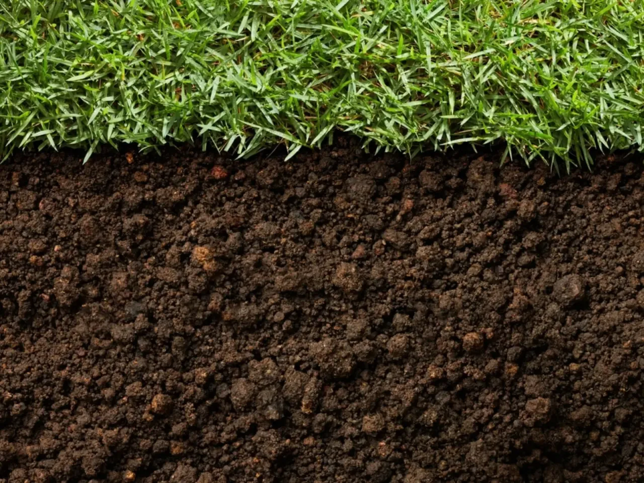 Przekrój trawnika: zielona trawa i ciemna ziemia. Ile ziemi pod trawnik na m2?
