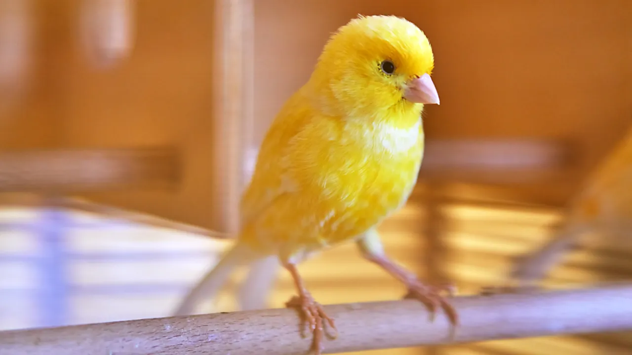 śpiewający kanarek samiec