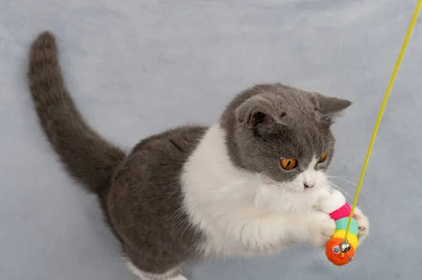 zabawa z kotem na wędkę z bezpiecznej odległości