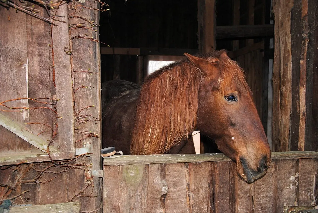 Zarobki stajennego w Polsce, warunki pracy w stadninie