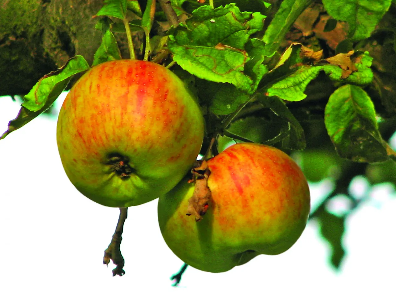 Stare odmiany jabłek, kosz jabłek