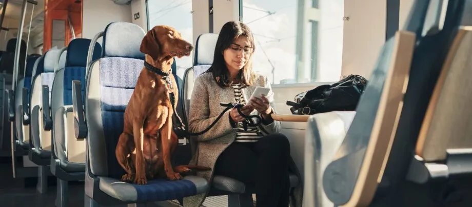 pies w autobusie komunikacji miejskiej