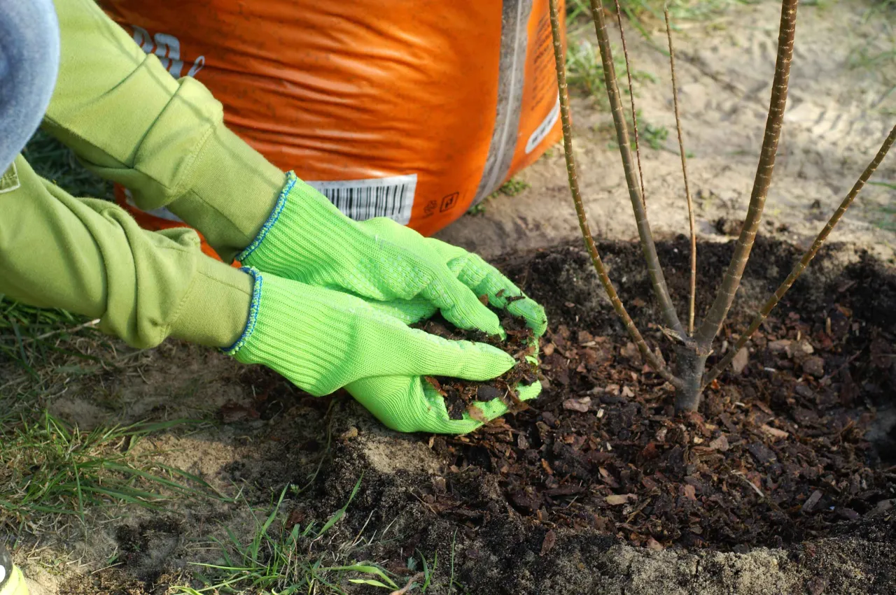Kopczykowanie lagerstroemii na zimę