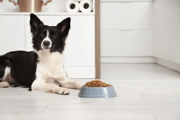 Szczeniak border collie jedzący z miski