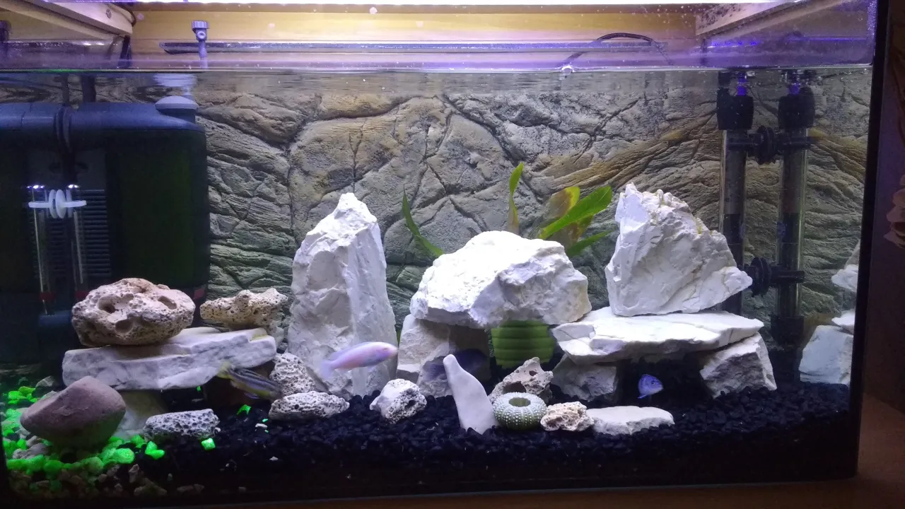 Akwarium 60l z rybami i roślinami