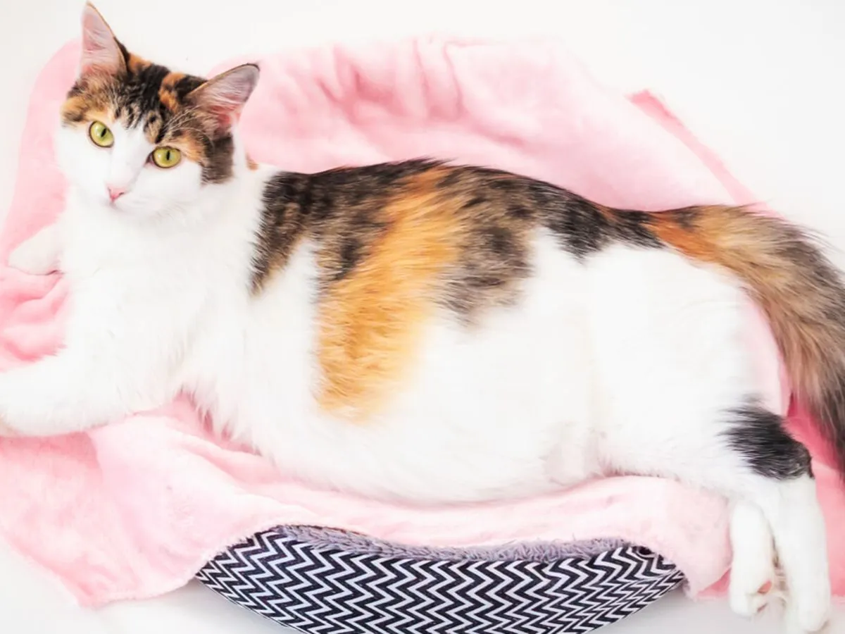 ciąża urojona u kotki objawy