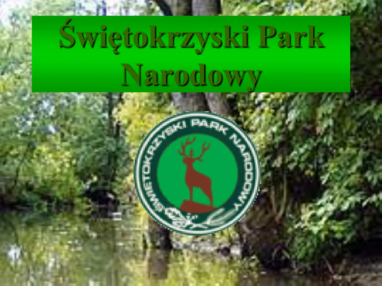 Zdjęcie Dlaczego Świętokrzyski Park Narodowy został objęty ochroną? Odkryj powody.