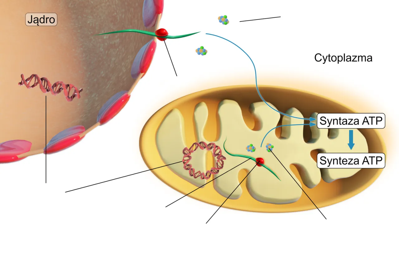 Schemat pokazuje jądro komórkowe i mitochondrium, gdzie zachodzi synteza ATP. W jądrze DNA, w mitochondrium cykl Krebsa i łańcuch oddechowy.