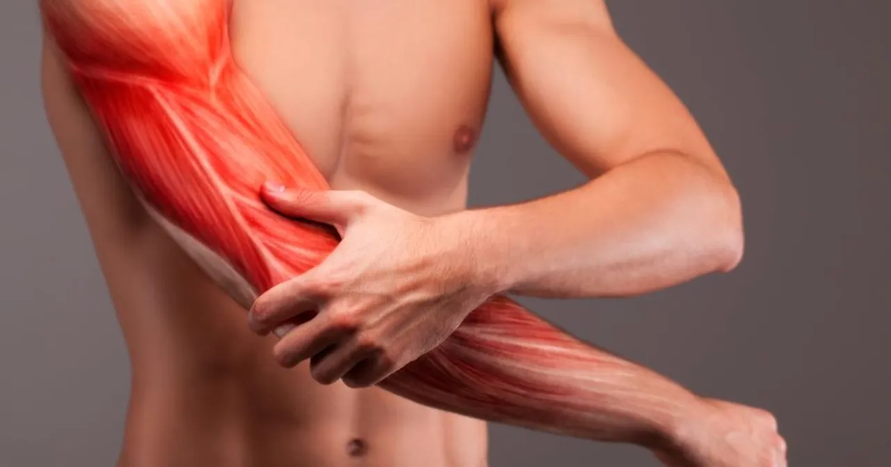 Anatomia mięśnia dwugłowego ramienia