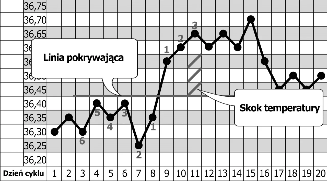 Wykres temperatury ciała, pokazujący spadek temperatury po owulacji, z zaznaczonym