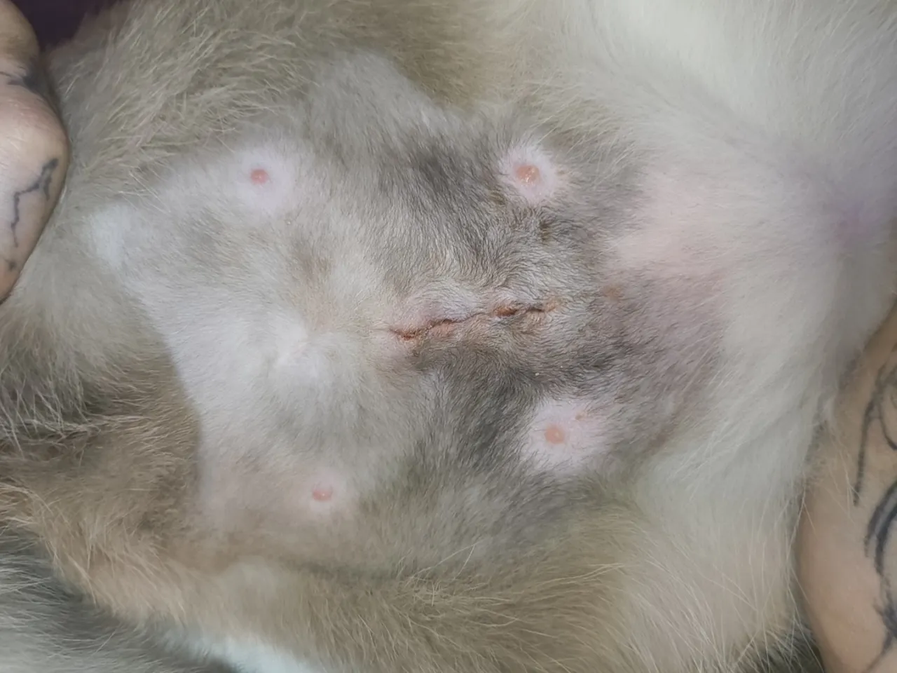 Prawidłowo gojąca się rana po sterylizacji kotki