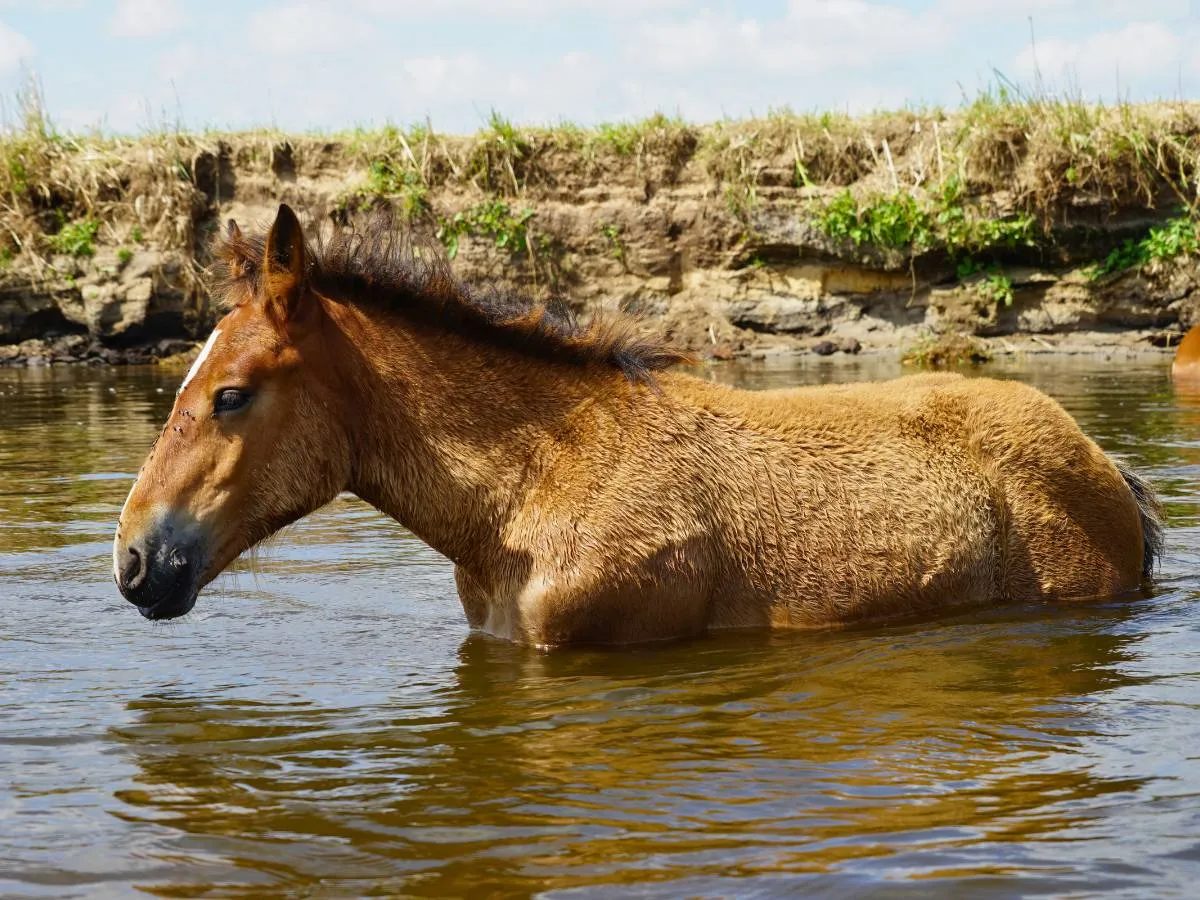 koń pływający w jeziorze
