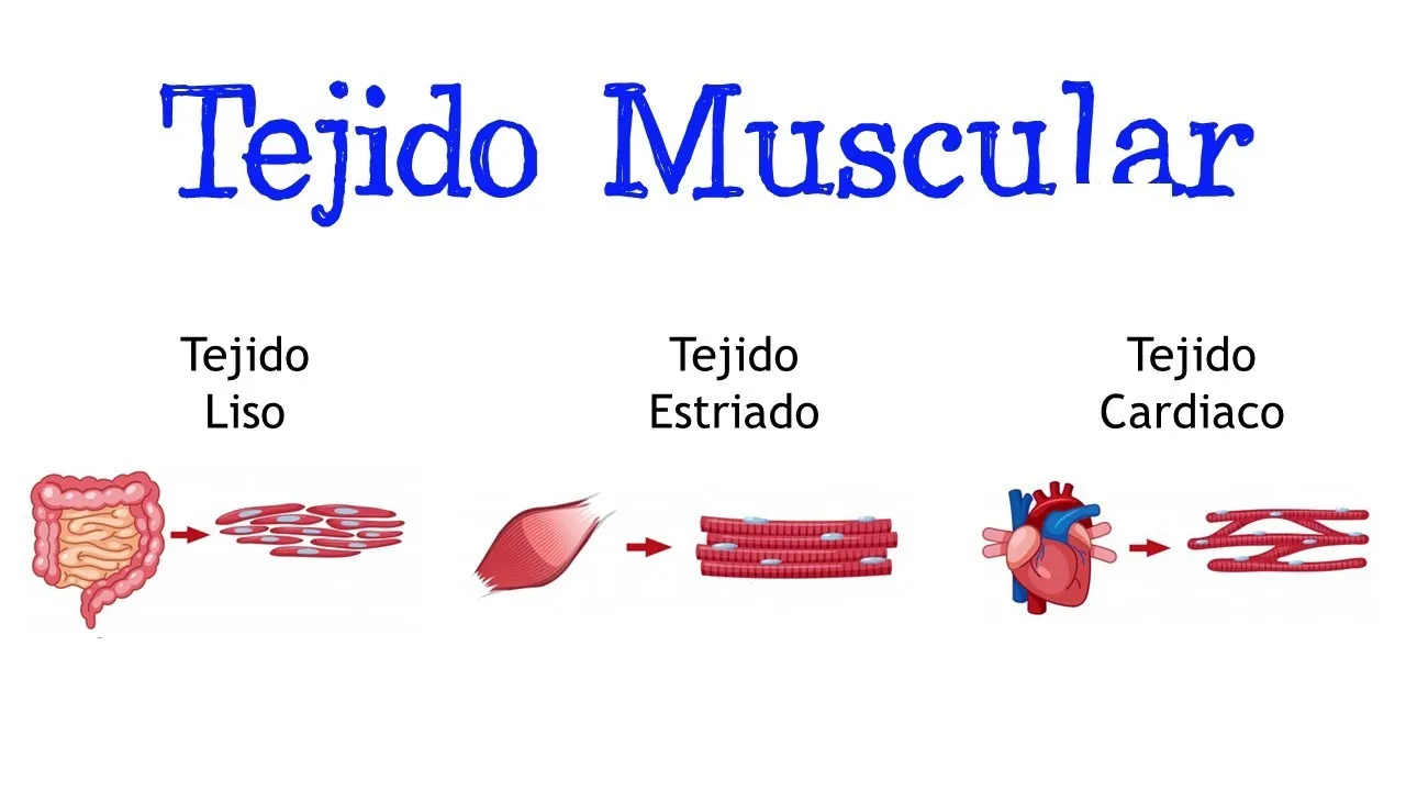 Zdjęcie ¿Para qué sirve el tejido muscular? Funciones vitales y cuidado