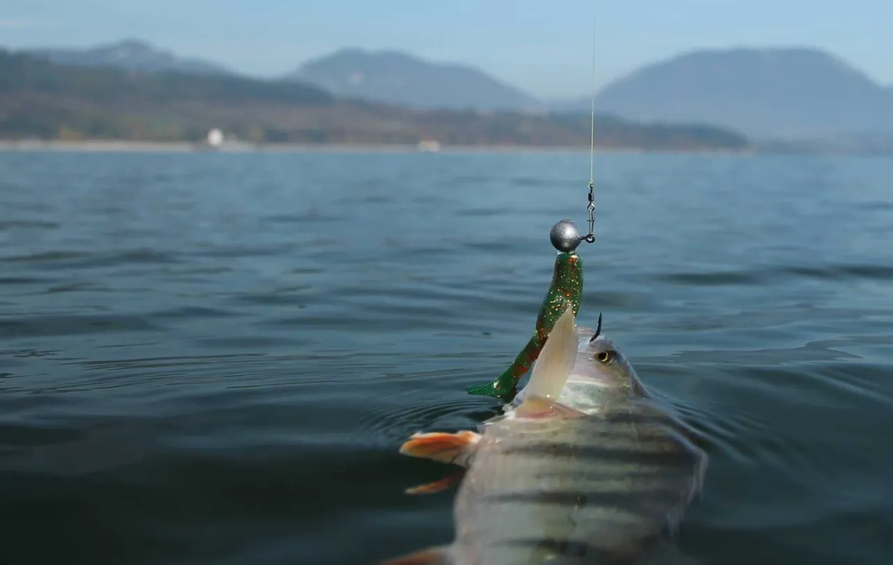 Oto dowód, że czy można łowić na spinning w styczniu! Okonek złowiony na zieloną gumę z brokatem.