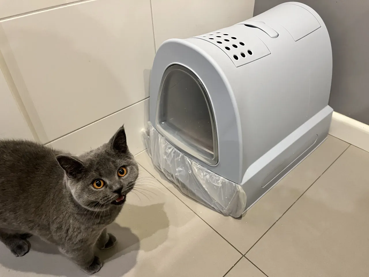 Karmienie małego kota, karma dla kociąt