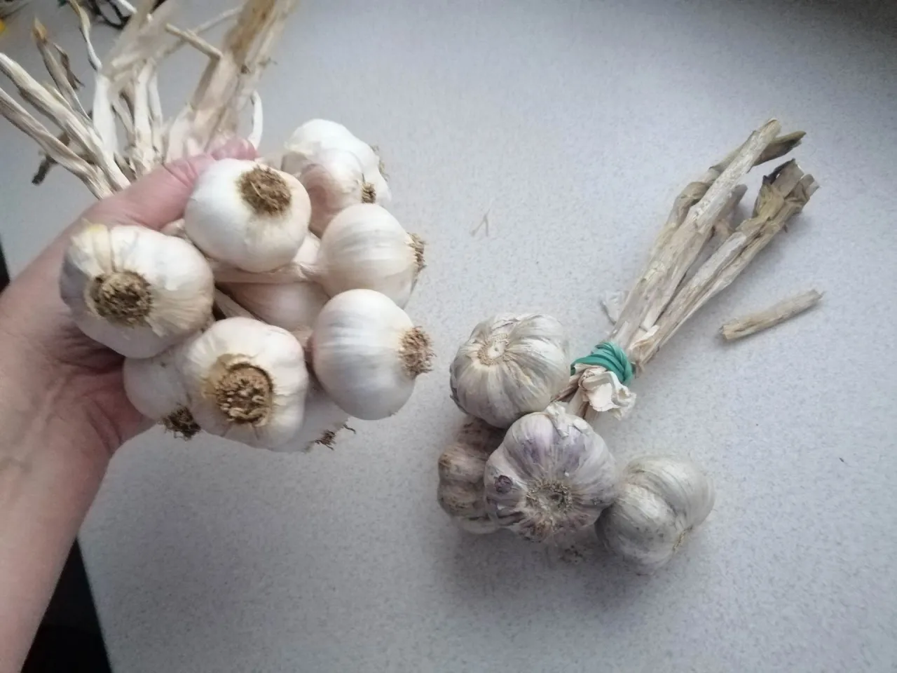 Dwa pęczki czosnku chińskiego, jeden trzymany w dłoni, drugi związany zieloną gumką.