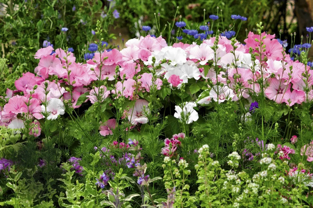 kwiaty jednoroczne do siewu w kwietniu