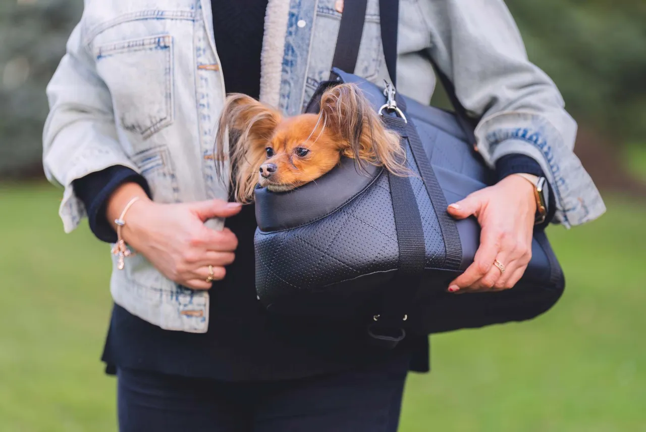 pies mierzenie do torby transportowej