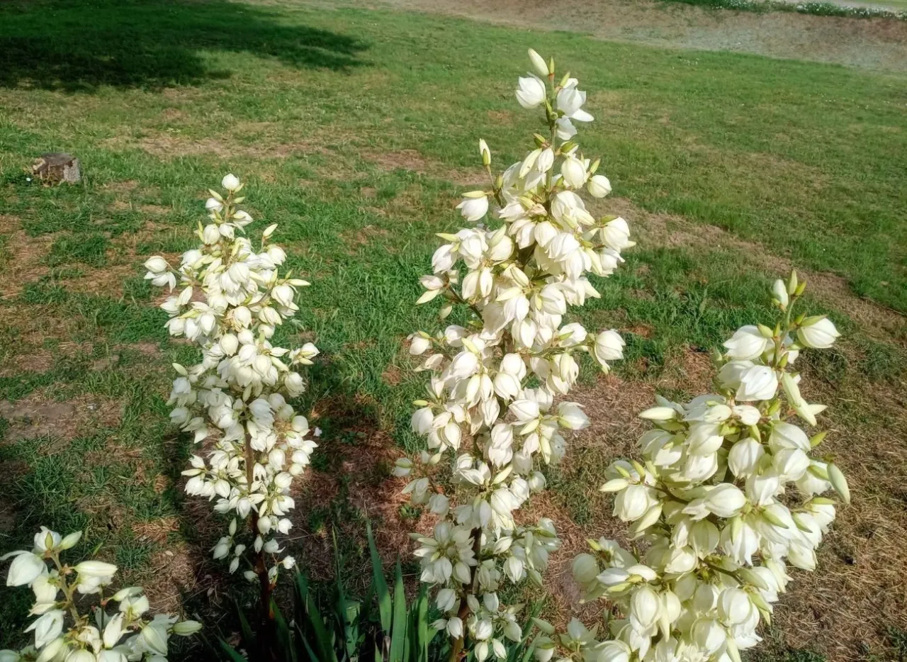Nawozy mineralne do roślin kwitnących