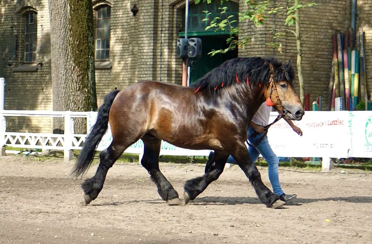 Stadnina Koni Nowe Jankowice widok og&oacute;lny