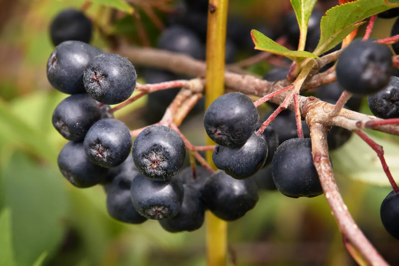 owoce bogate w antocyjany, czarne jagody aronia