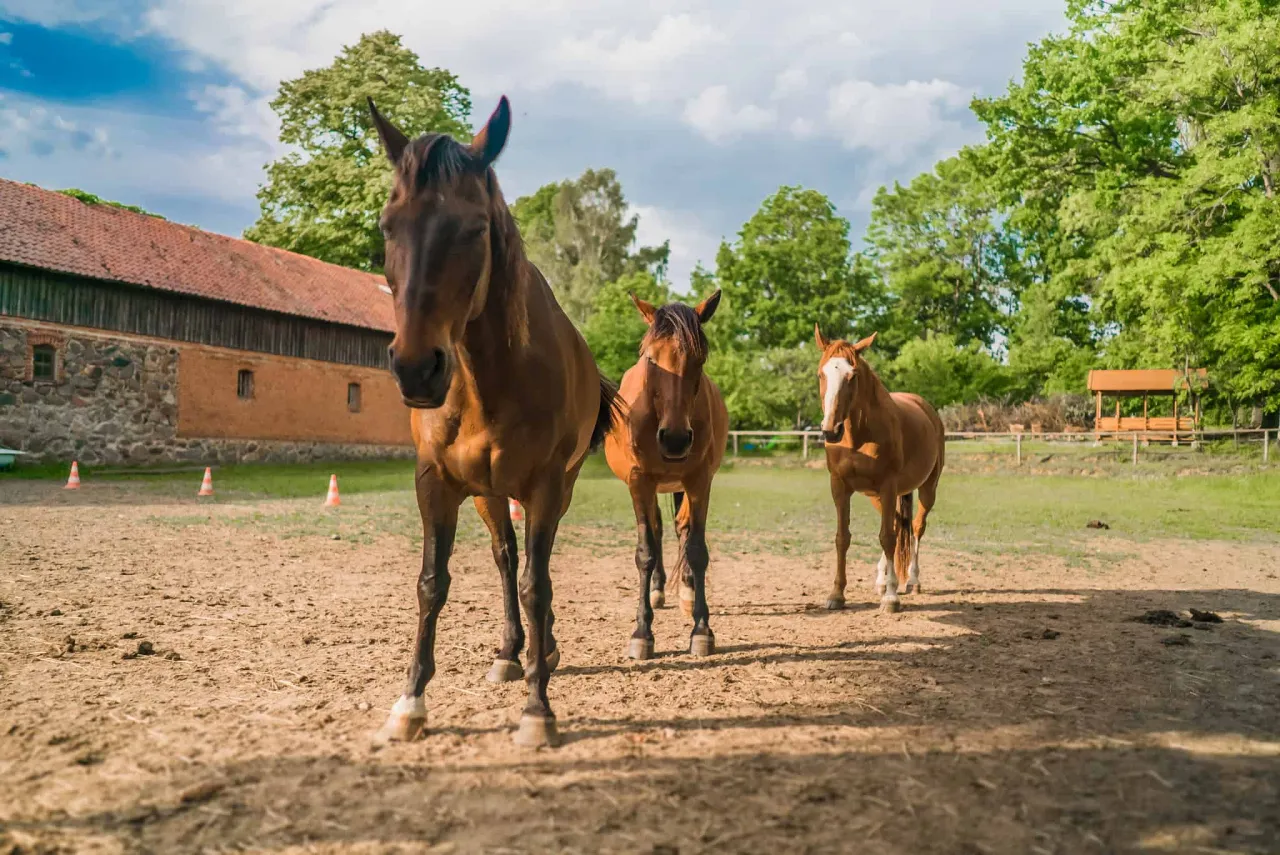 Mazury jazda konna krajobraz