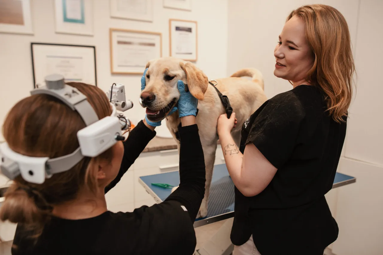 Weterynarz operujący psa