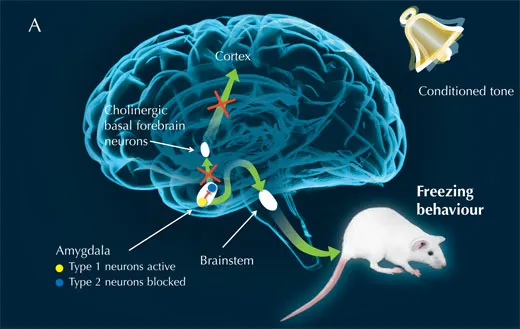 Mózg reakcja na strach ciało migdałowate
