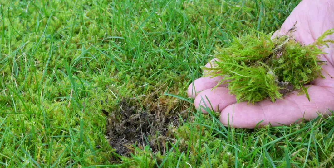 kwaśna gleba mech trawnik