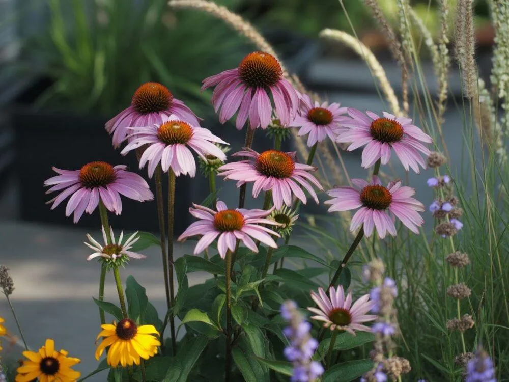 Zdjęcie Jeżówki z czym sadzić: najlepsze rośliny do harmonijnego ogrodu