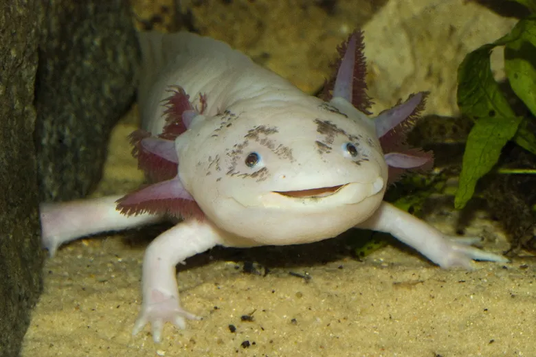 Egzotarium Krakowskie ZOO