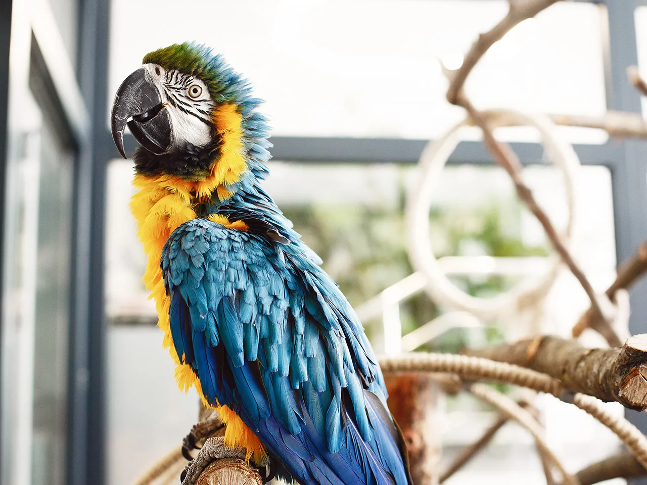 Papuga barwna inteligentny ptak