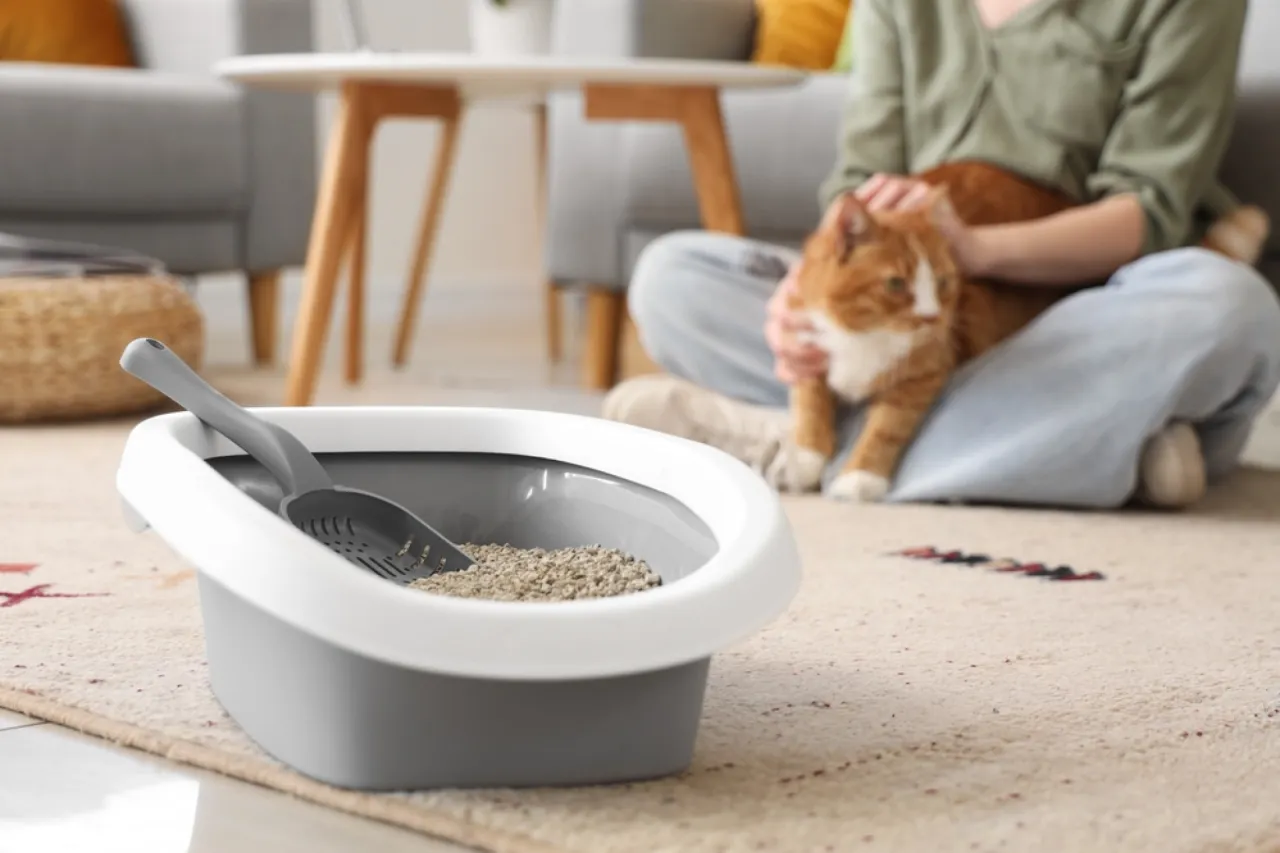 kocięta uczą się korzystać z kuwety