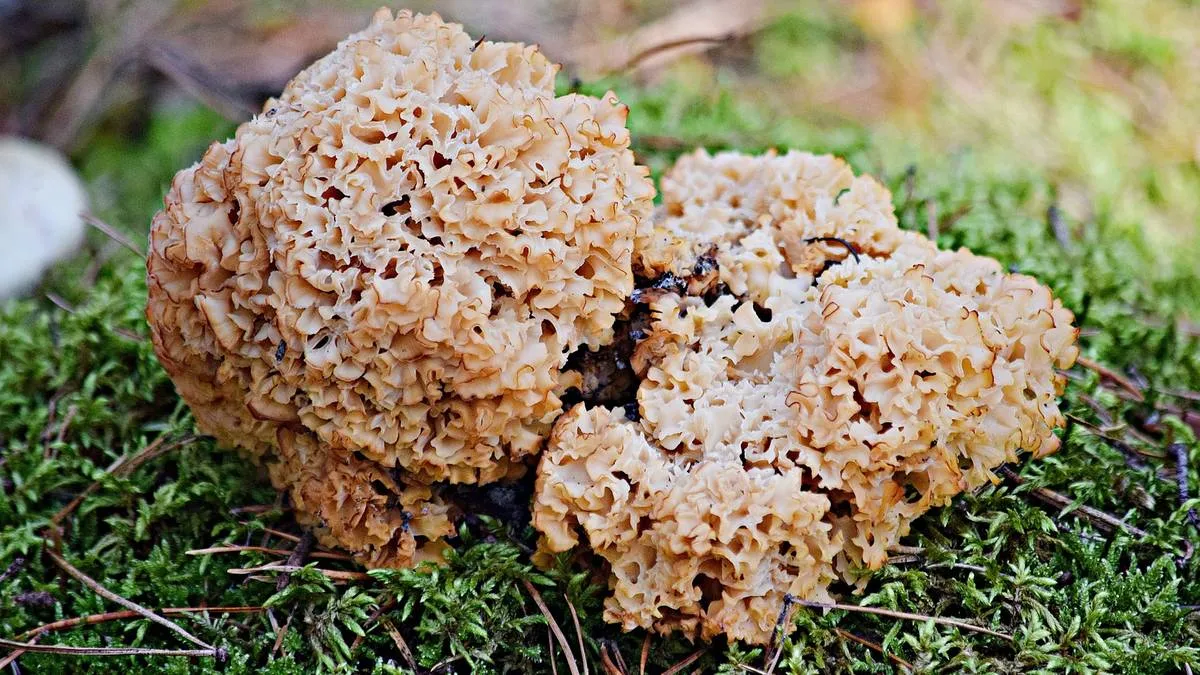 pędzelek do czyszczenia grzyb&oacute;w kozia broda