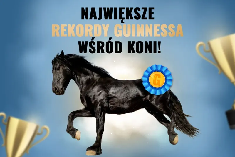 rekordy koni Guinnessa kolaż