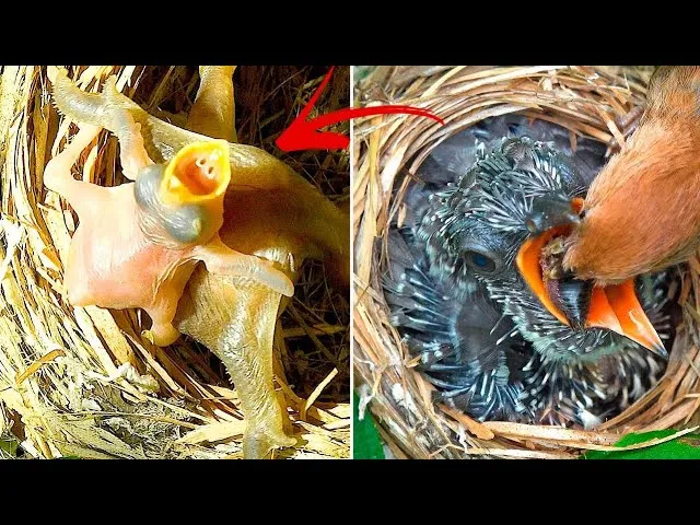 Kukułka pisklę w gnieździe