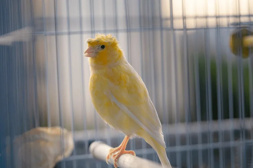 chory kanarek napuszone pi&oacute;ra