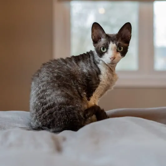 Zdjęcie Dorosły Devon Rex: niezwykłe cechy i wymagania pielęgnacyjne