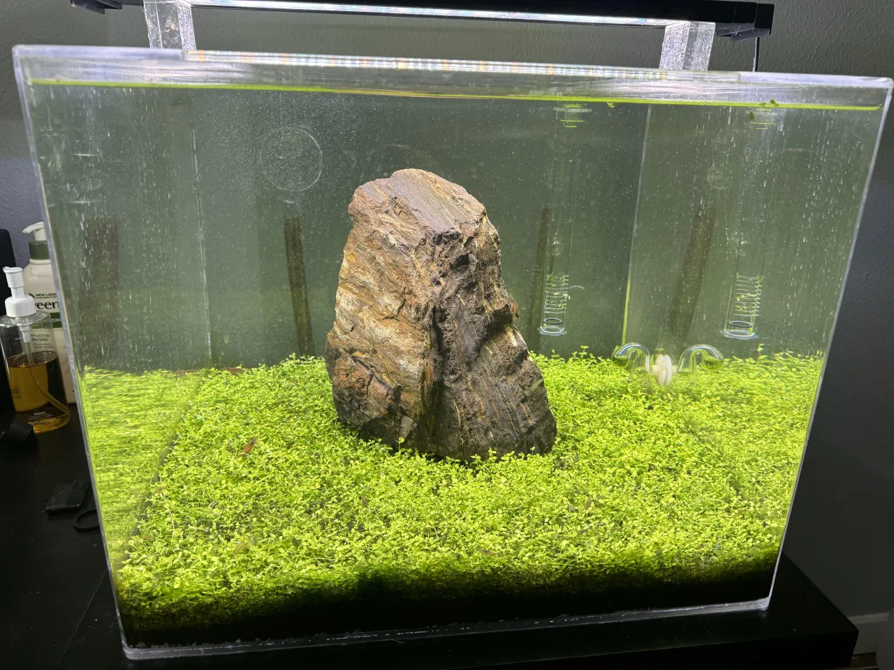 Ławica małych rybek w gęsto zarośniętym nanoakwarium