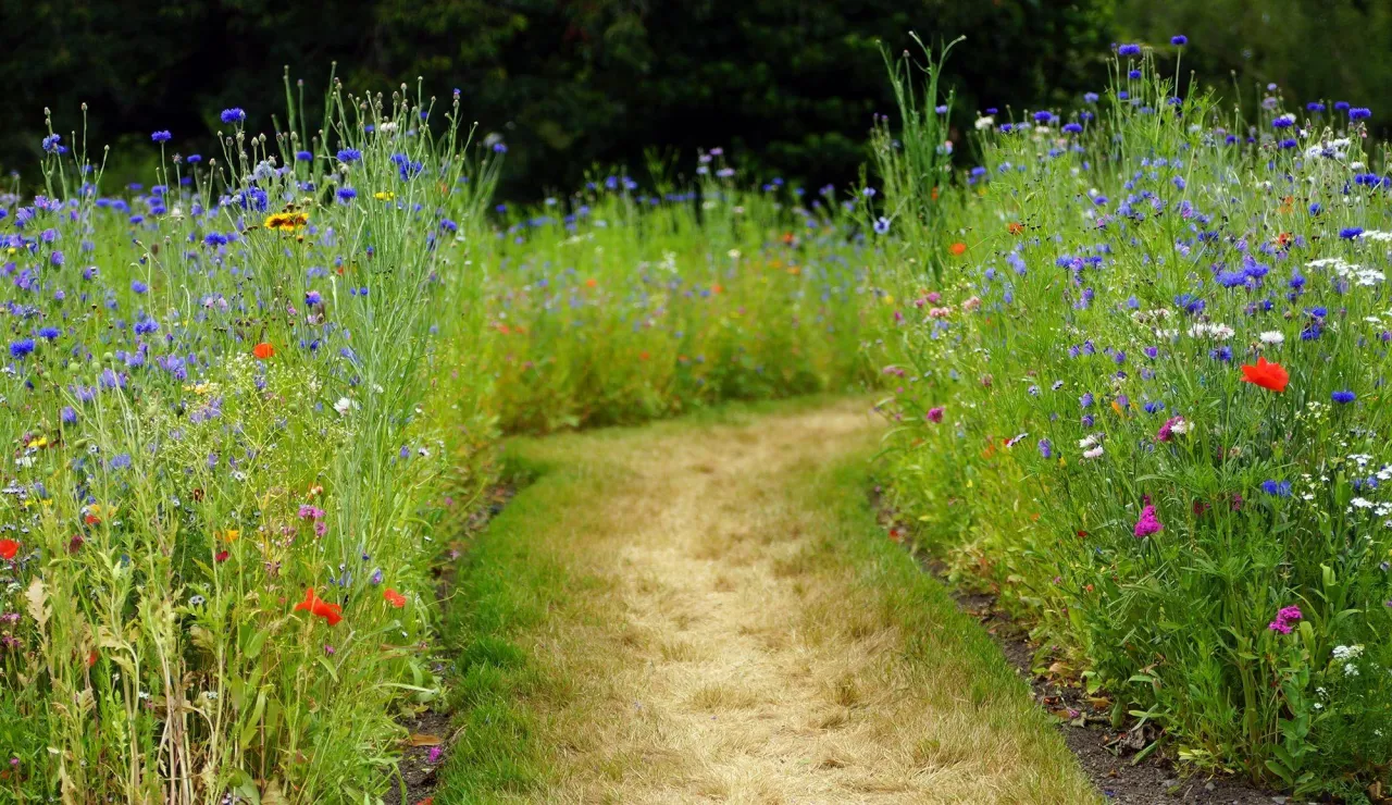 łąka kwietna w ogrodzie