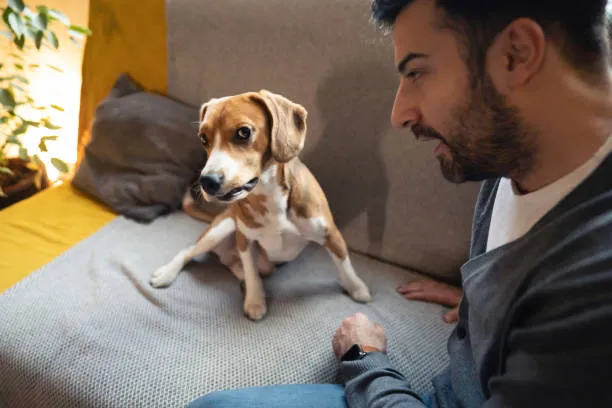 frustrated dog owner with clever dog