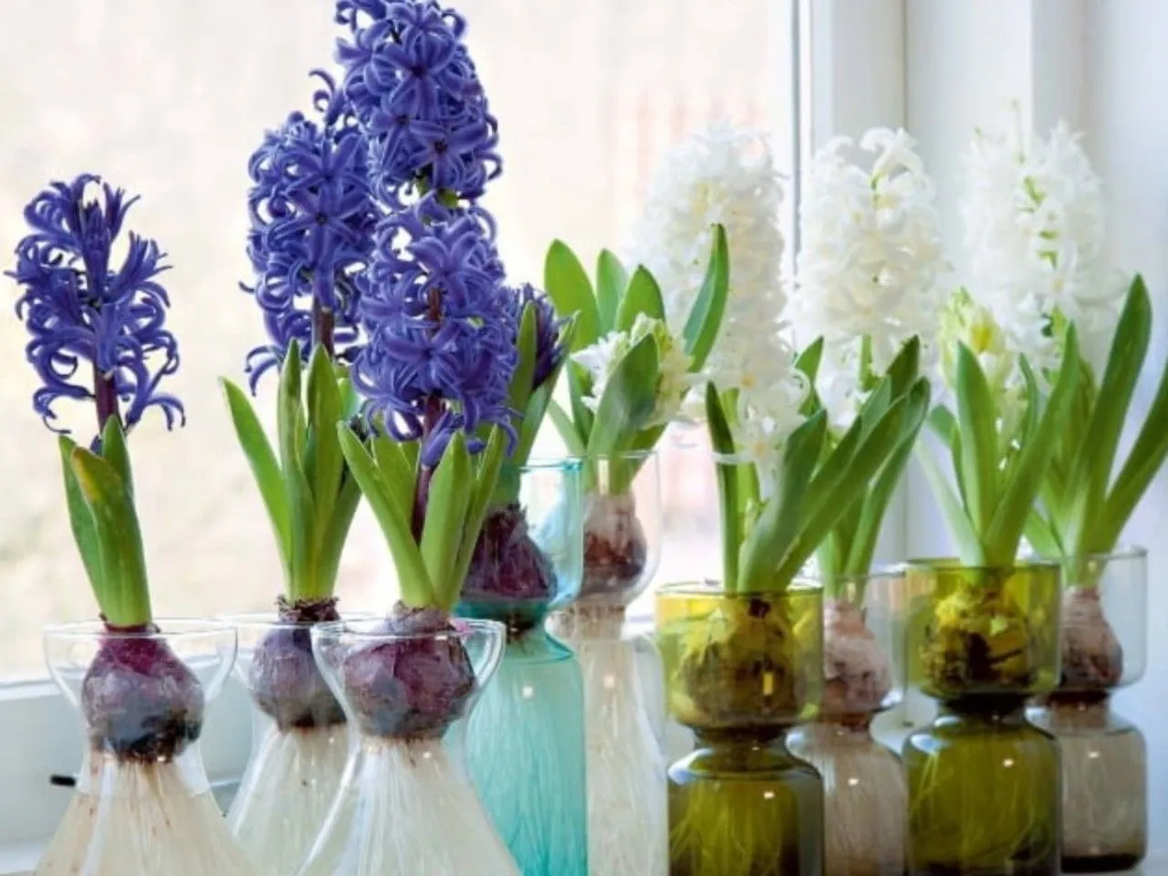 Hiacynt w doniczce optymalne warunki