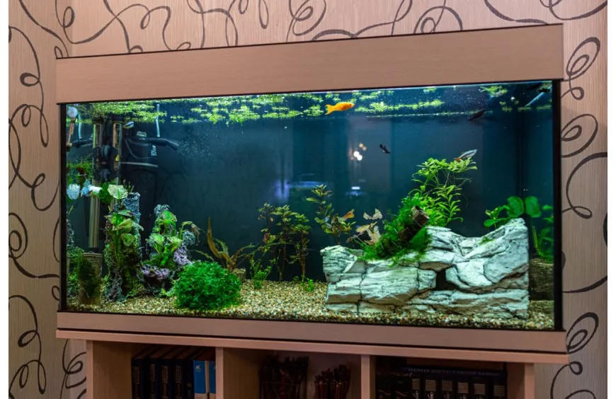 akwarium dla neonków aranżacja