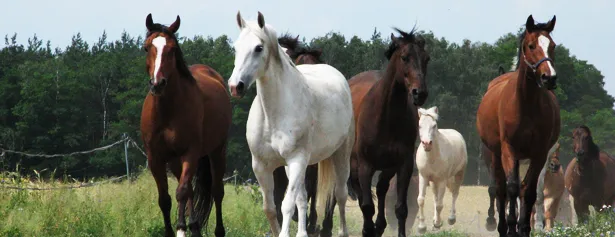 stadniny koni okolice poznania mapa